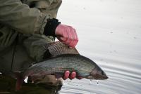 Bifogad bild: IMG_1776.jpg